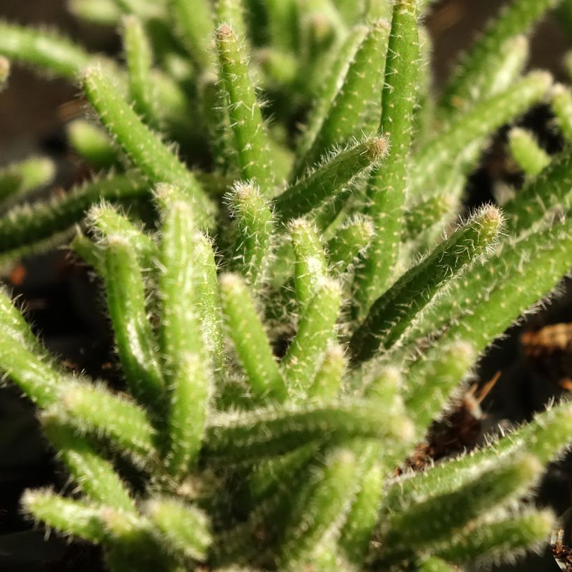 Rhipsalis horrida - Koraalcactus (Blad)