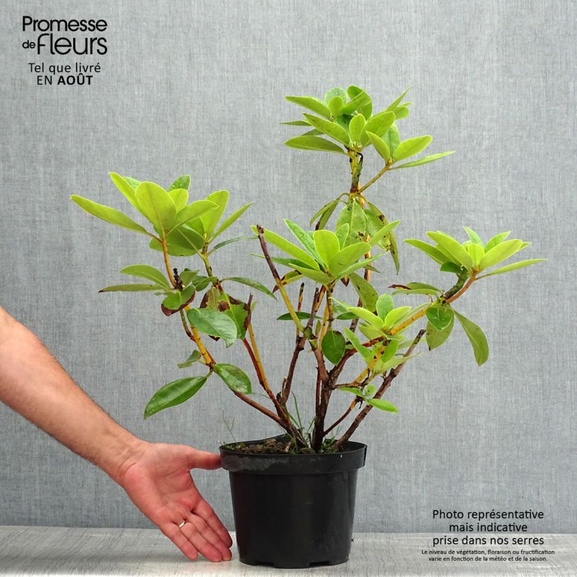 Exemplaar van Rhododendron Albert Schweitzer - Grootbloemige rododendron Pot van 4 l/5 l zoals geleverd in de zomer