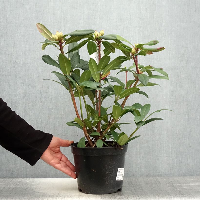 Exemplaar van Rhododendron Alfred - Grootbloemige rododendron Pot van 4 l/5 l zoals geleverd in de lente