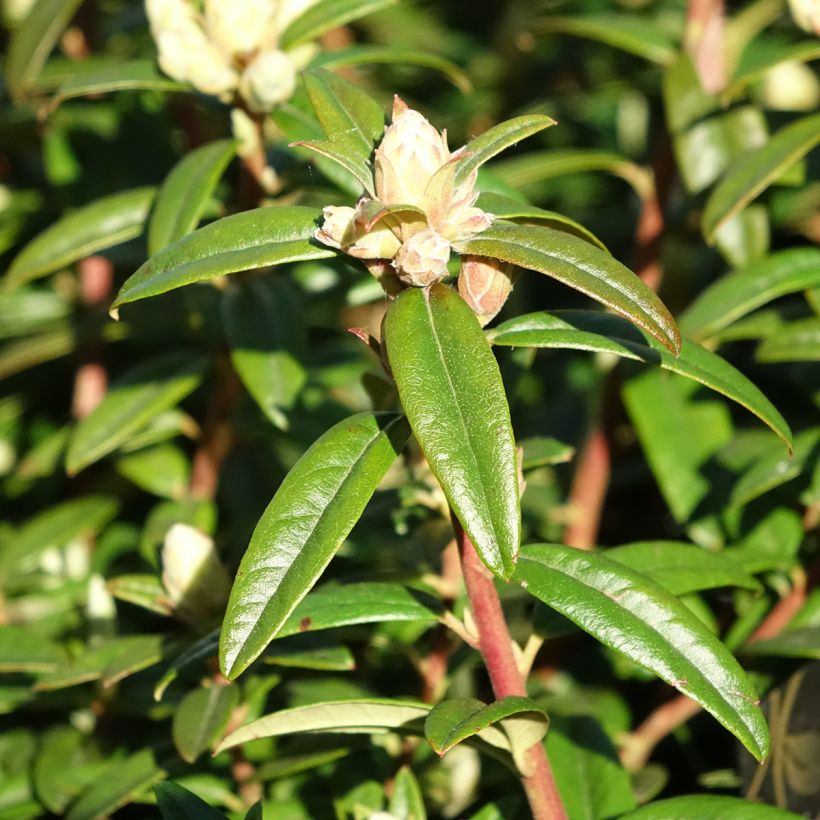 Rhododendron Artic Tern - Dwergrododendron (Blad)