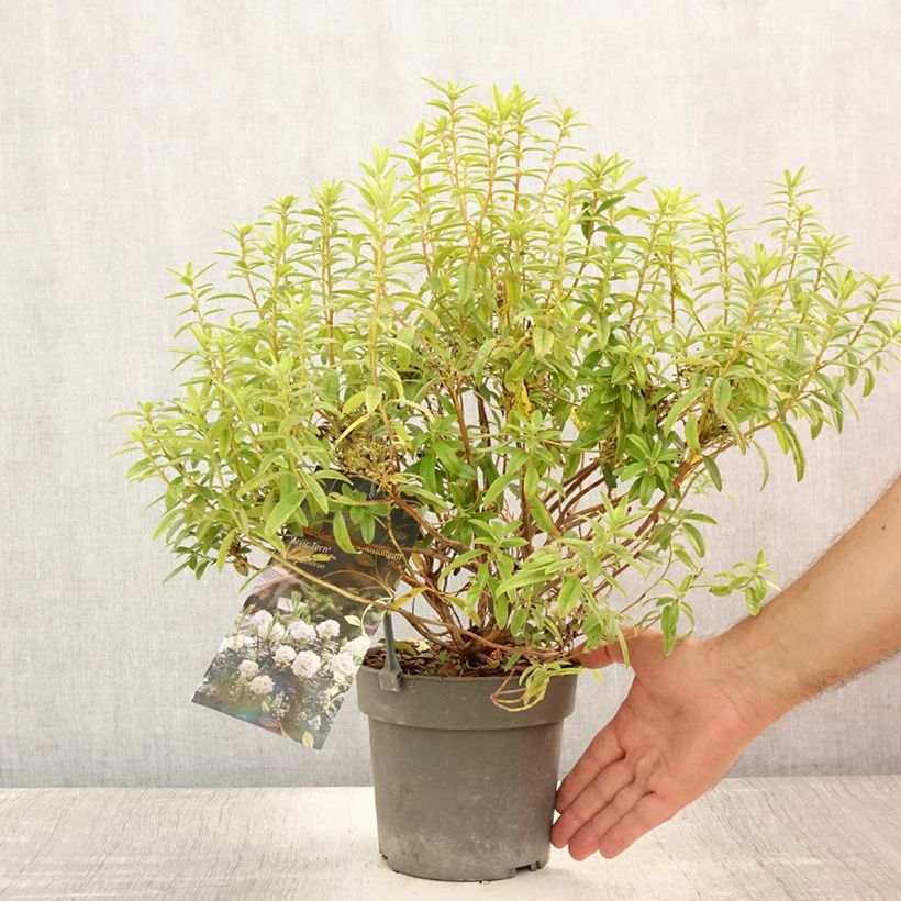 Exemplaar van Rhododendron Artic Tern - Dwergrododendron Pot van 2 l/3 l zoals geleverd in de zomer
