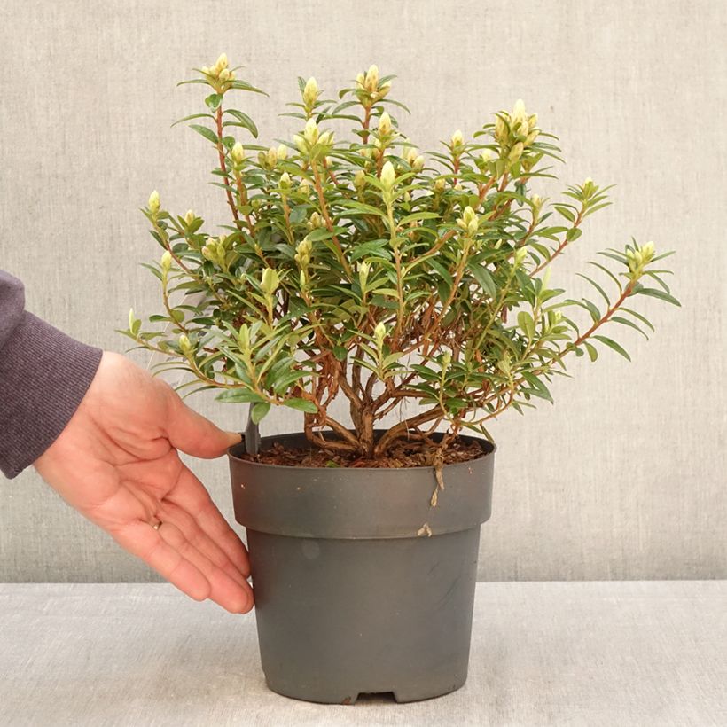 Exemplaar van Rhododendron Artic Tern - Dwergrododendron Pot van 2 l/3 l zoals geleverd in de lente