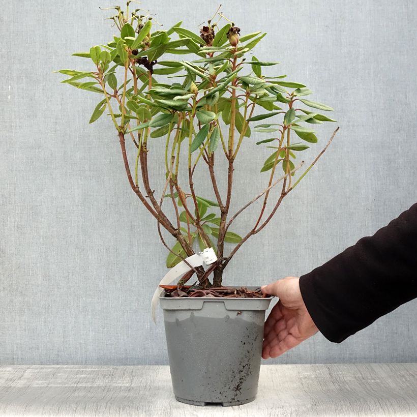 Exemplaar van Rhododendron Bernstein - Dwergrododendron Pot van 4 l/5 l zoals geleverd in de herfst