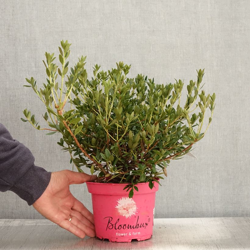 Exemplaar van Rhododendron INKARHO Bloombux Magenta - Grootbloemige rododendron Pot van 2 l/3 l zoals geleverd in de herfst