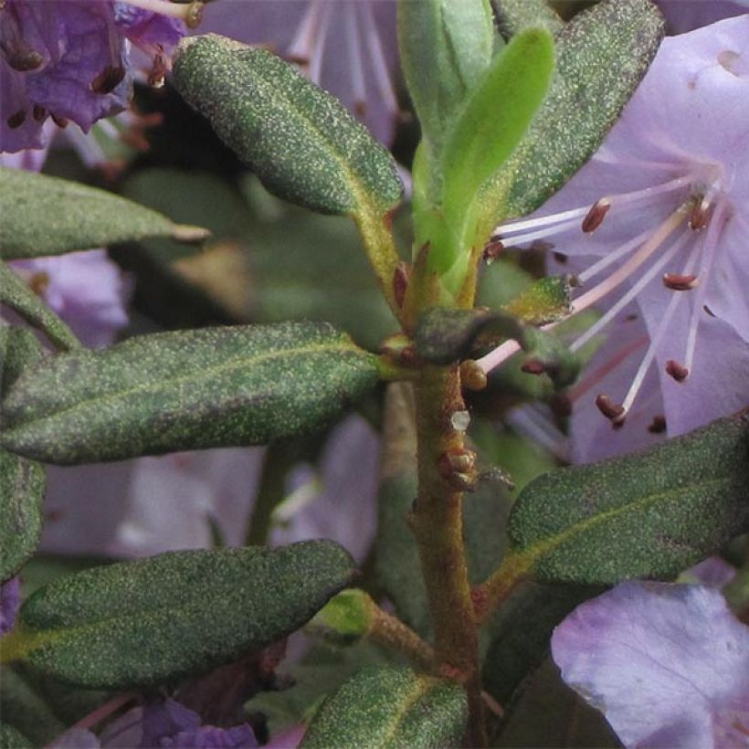 Rhododendron Blue Silver - Dwergrododendron (Blad)