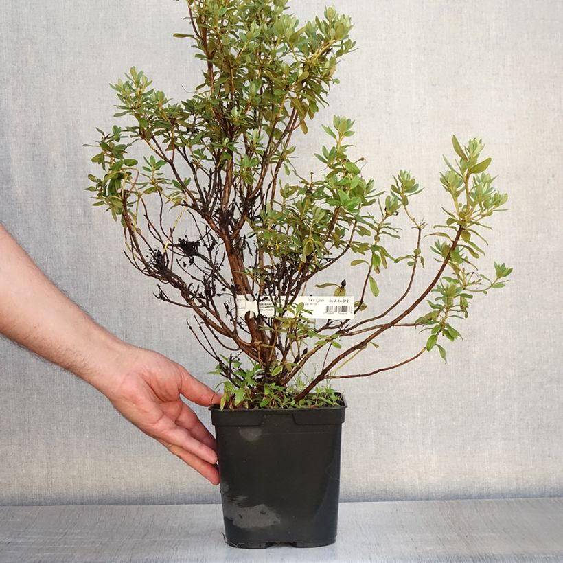 Exemplaar van Rhododendron Blue Silver - Dwergrododendron Pot van 3 l/4 l zoals geleverd in de zomer