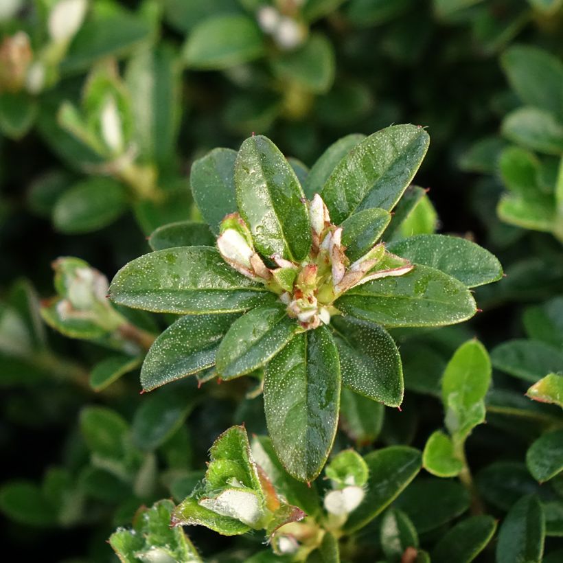 Rhododendron campylogynum Lilly Bell - Dwergrododendron (Blad)