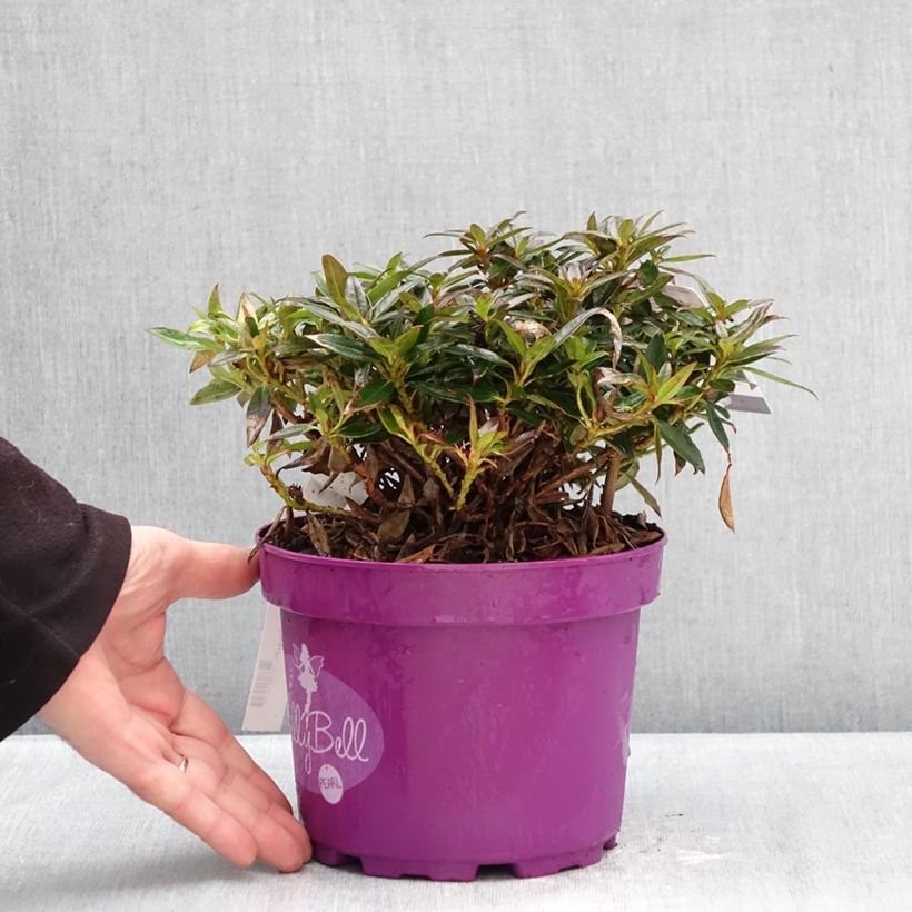 Exemplaar van Rhododendron campylogynum Lilly Bell - Dwergrododendron Pot van 3 l/4 l zoals geleverd in de winter