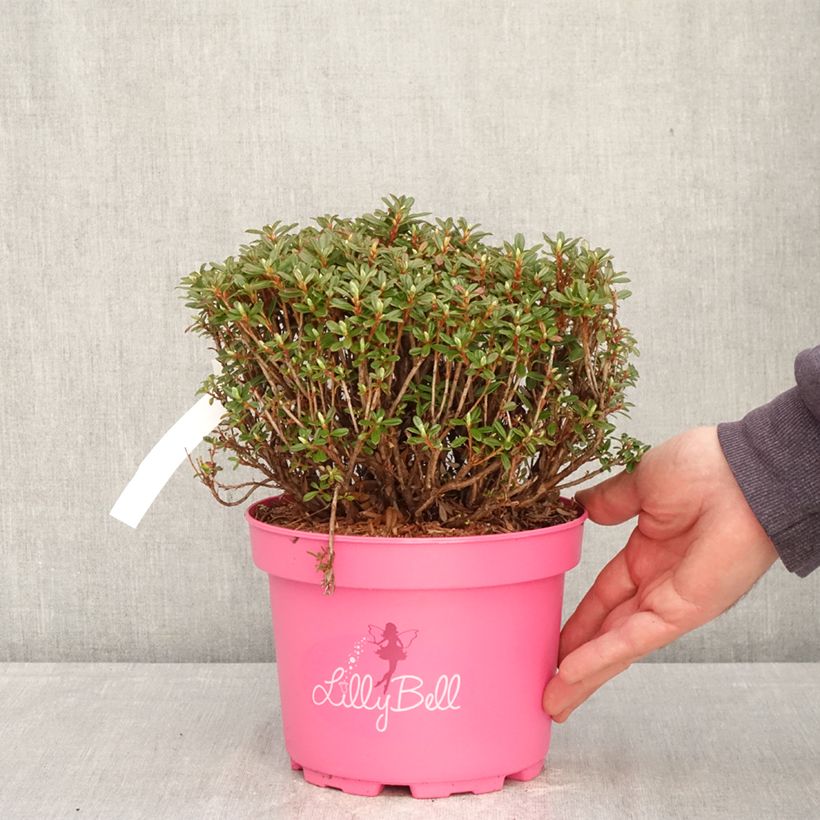 Exemplaar van Rhododendron campylogynum Lilly Bell - Dwergrododendron Pot van 3 l/4 l zoals geleverd in de lente