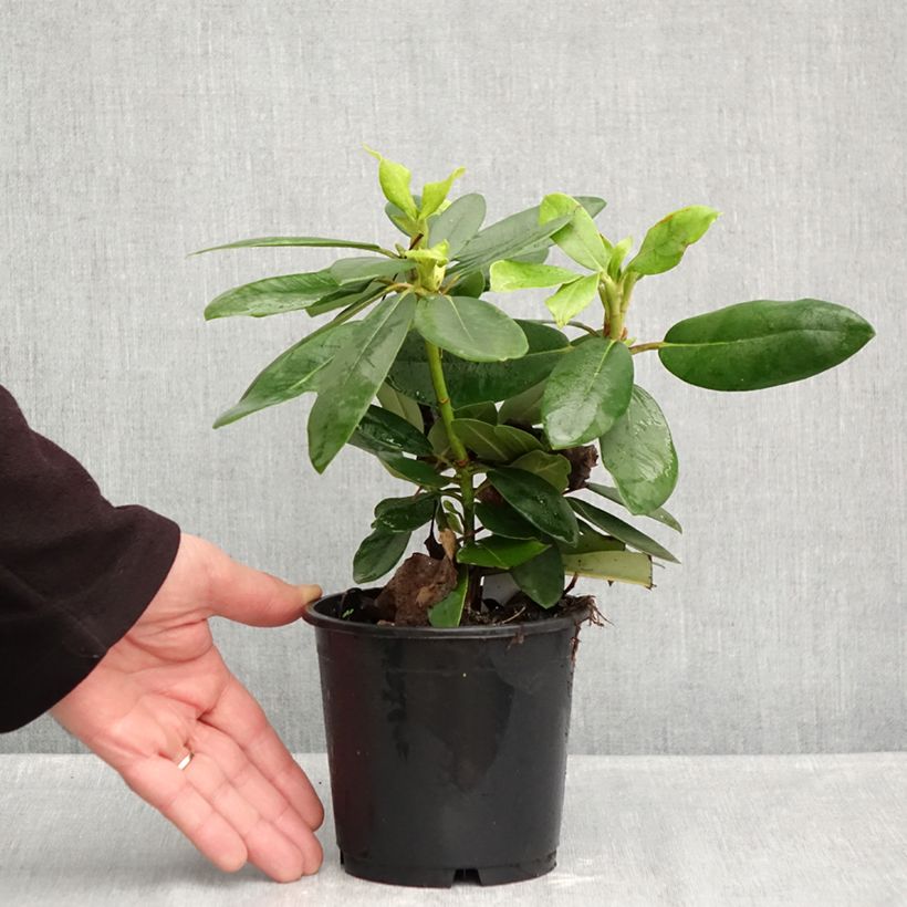 Exemplaar van Rhododendron catawbiense Boursault - Grootbloemige rododendron Pot van 12 cm / 13 cm zoals geleverd in de herfst