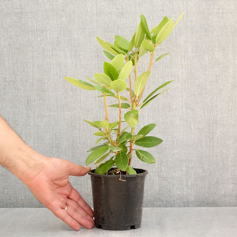 Exemplaar van Rhododendron catawbiense Boursault - Grootbloemige rododendron Pot van 12 cm / 13 cm zoals geleverd in de zomer