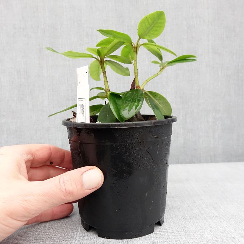 Exemplaar van Rhododendron catawbiense Boursault Pot de 12 cm / 13 cm zoals geleverd in de winter