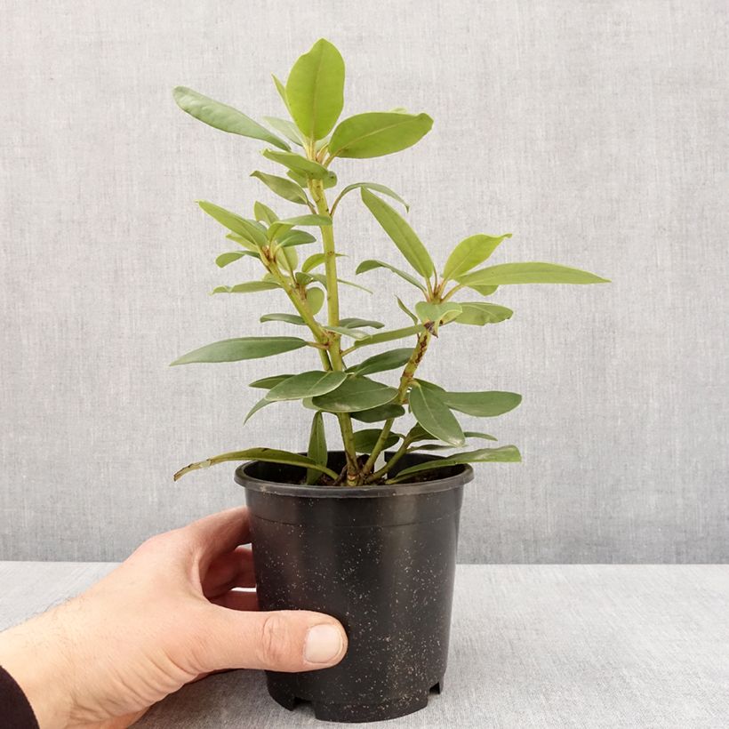 Exemplaar van Rhododendron catawbiense Boursault - Grootbloemige rododendron Pot van 12 cm / 13 cm zoals geleverd in de lente