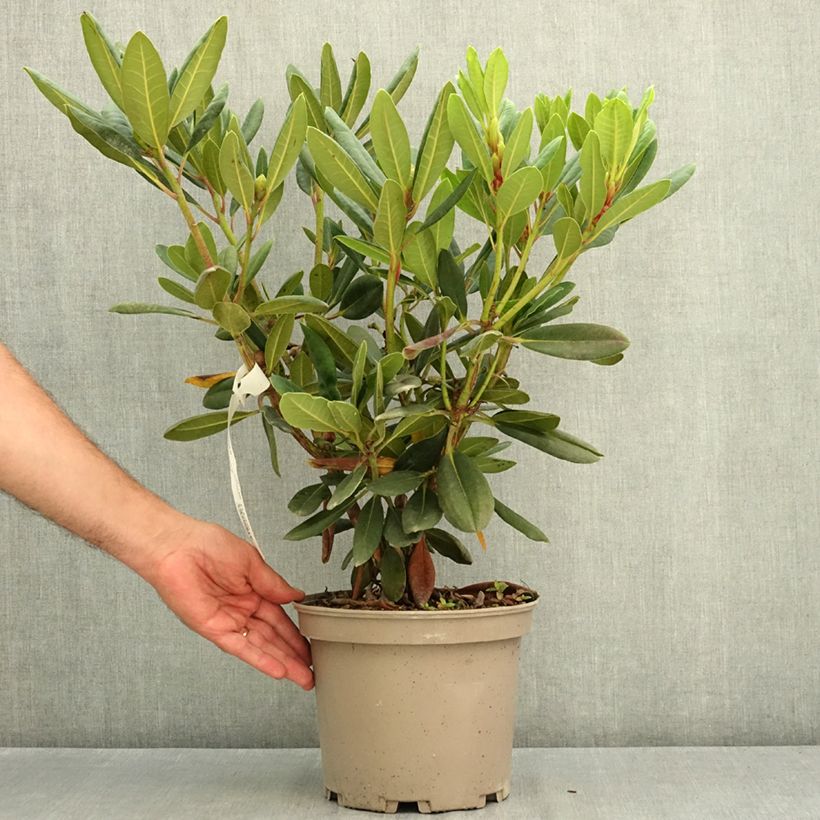 Exemplaar van Rhododendron Château de Josselin Pot van 4 l/5 l zoals geleverd in de zomer