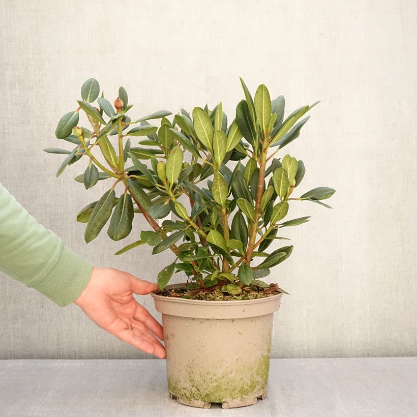 Exemplaar van Rhododendron Château de Josselin Pot van 4 l/5 l zoals geleverd in de winter