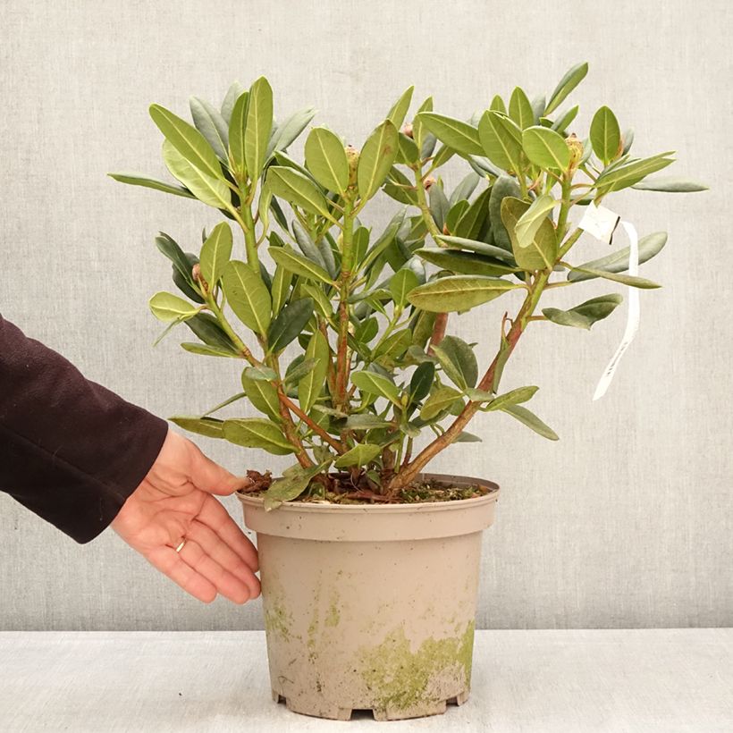 Exemplaar van Rhododendron Château de Josselin Pot van 4 l/5 l zoals geleverd in de lente