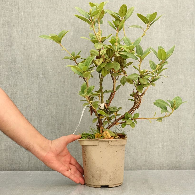Exemplaar van Rhododendron Cilpinense Pot van 4 l/5 l zoals geleverd in de zomer