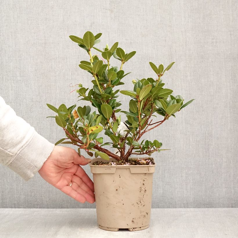 Exemplaar van Rhododendron Cilpinense Pot van 4 l/5 l zoals geleverd in de lente