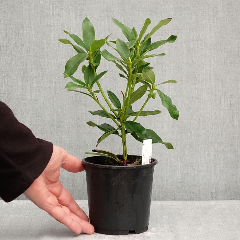 Exemplaar van Rhododendron Cunningham's White - Grootbloemige rododendron Pot van 12 cm / 13 cm zoals geleverd in de herfst