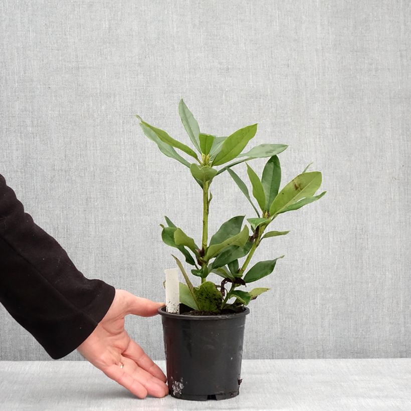 Exemplaar van Rhododendron Cunningham's White Pot de 12 cm / 13 cm zoals geleverd in de winter