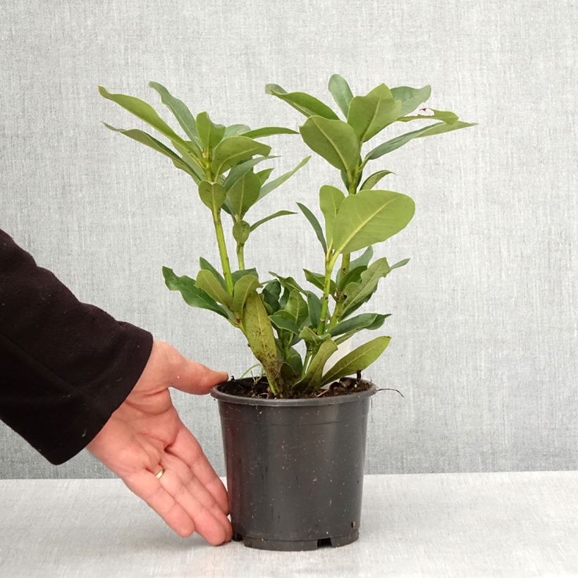 Example of Rhododendron Cunningham's White - Grootbloemige rododendron Pot van 12 cm / 13 cm as you get in printemps