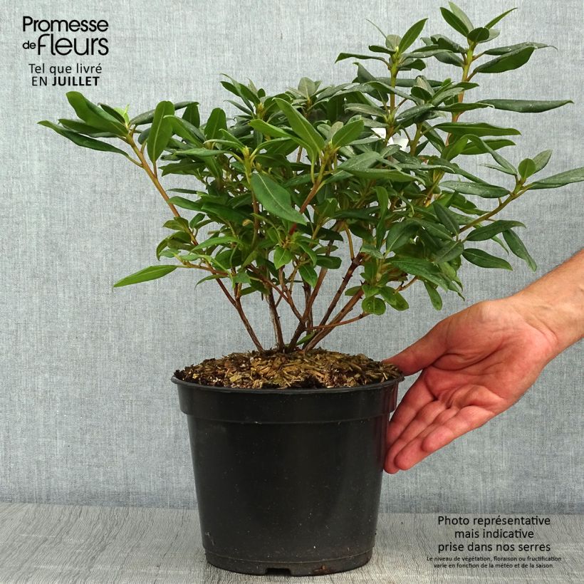Exemplaar van Rhododendron Dora Amateis - Dwergrododendron Pot van 3 l/4 l zoals geleverd in de zomer
