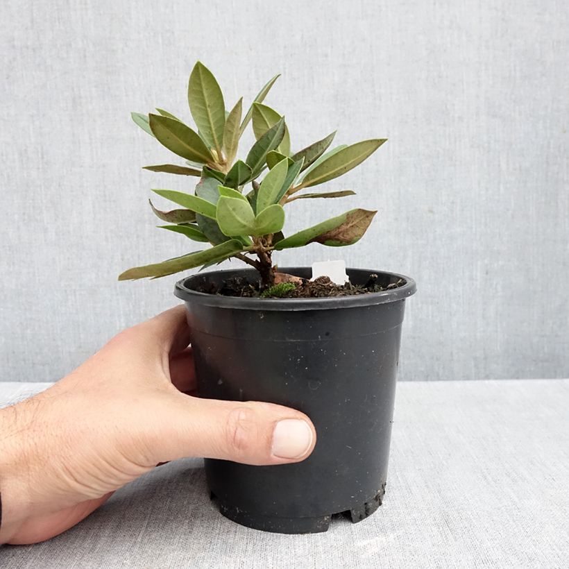Exemplaar van Rhododendron Dream Land - Dwergrododendron Pot van 12 cm / 13 cm zoals geleverd in de herfst