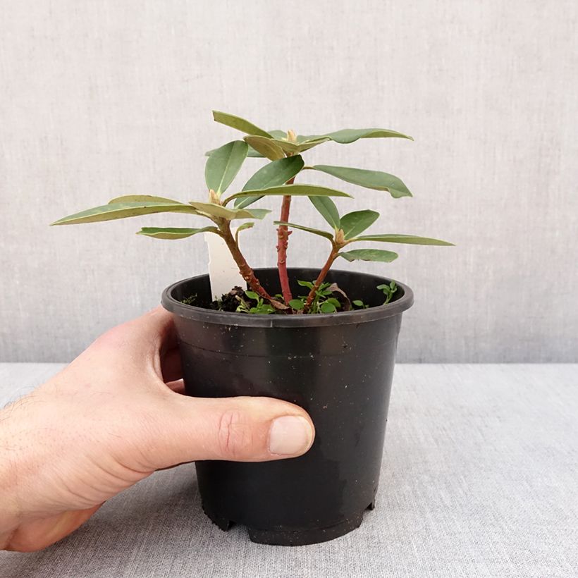 Exemplaar van Rhododendron Dream Land - Dwergrododendron Pot van 12 cm / 13 cm zoals geleverd in de winter