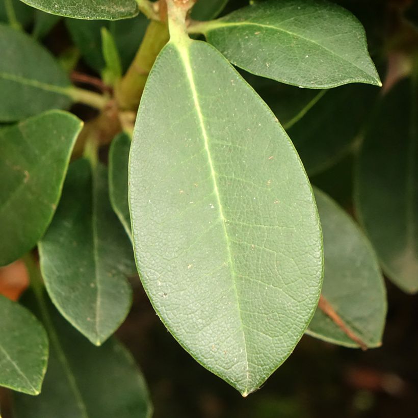 Rhododendron Dream Land - Dwergrododendron (Blad)