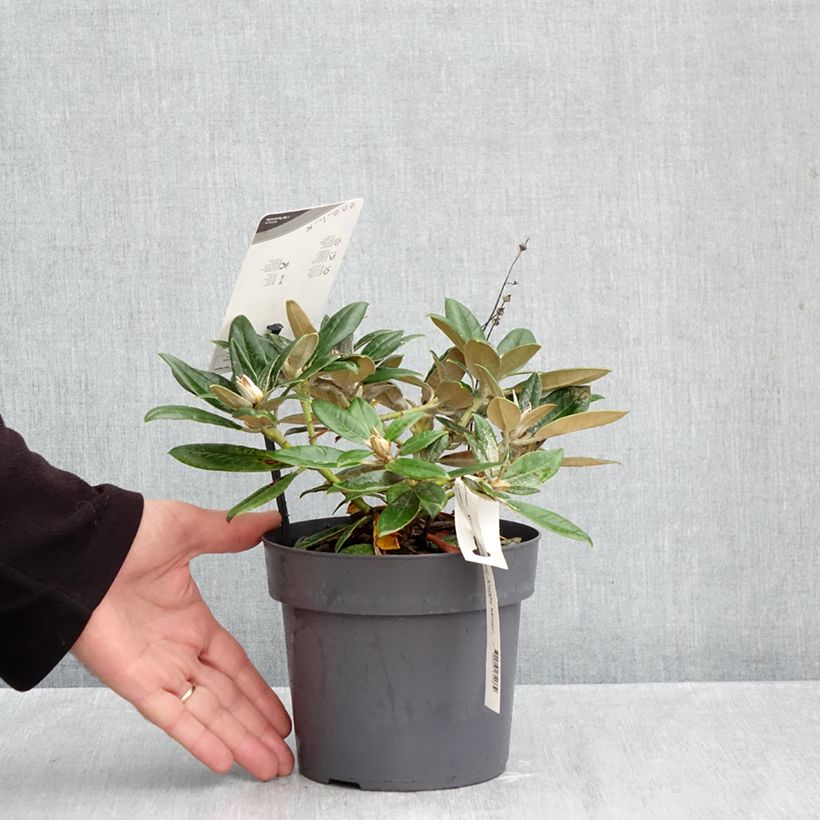 Exemplaar van Rhododendron Dusty Miller - Dwergrododendron Pot van 2 l/3 l zoals geleverd in de herfst