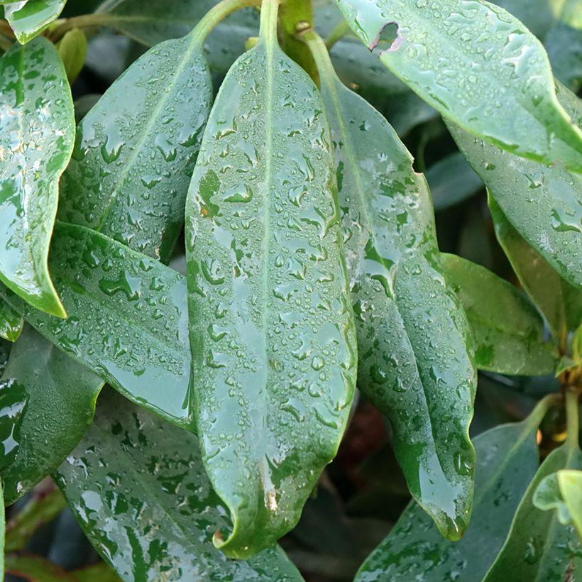 Rhododendron Easydendron INKARHO Madame Masson - Grootbloemige rododendron (Blad)