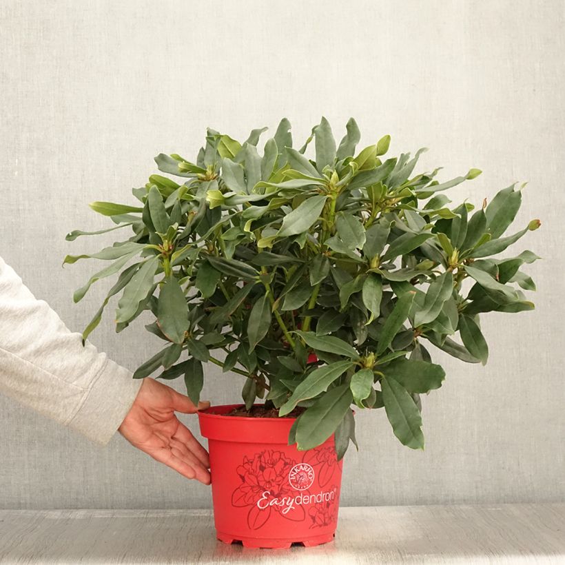 Exemplaar van Rhododendron Easydendron INKARHO Madame Masson Pot de 4L/5L zoals geleverd in de herfst