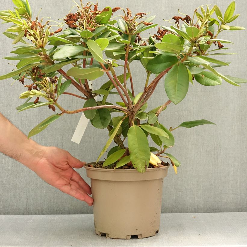 Exemplaar van Rhododendron Eucharitis Pot van 4 l/5 l zoals geleverd in de lente