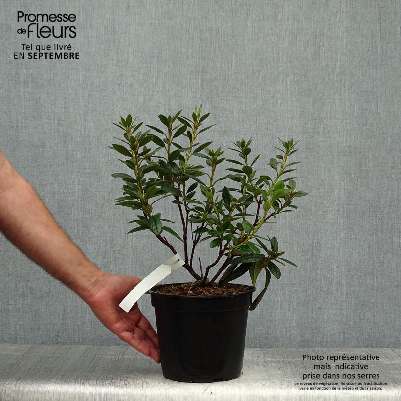 Exemplaar van Rhododendron Fragrantissimum - Geurige Rododendron Pot van 3 l/4 l zoals geleverd in de herfst