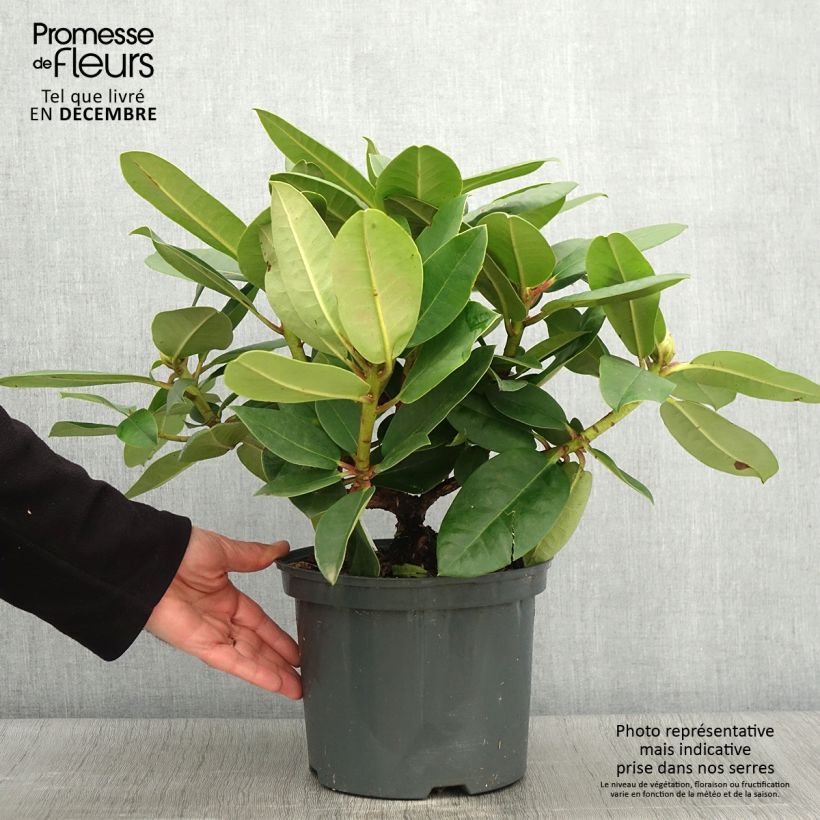 Exemplaar van Rhododendron Germania - Grootbloemige rododendron Pot van 4 l/5 l zoals geleverd in de herfst
