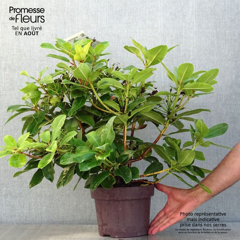 Exemplaar van Rhododendron Germania - Grootbloemige rododendron Pot van 4 l/5 l zoals geleverd in de zomer