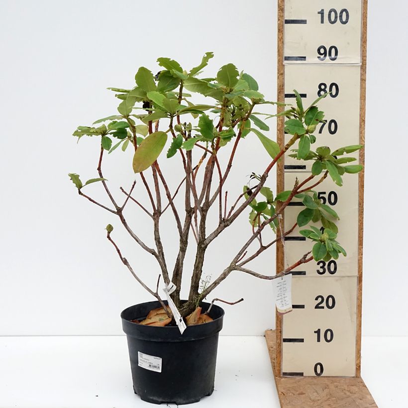 Exemplaar van Rhododendron Germania - Grootbloemige rododendron Pot van 7,5 l/10 l zoals geleverd in de herfst