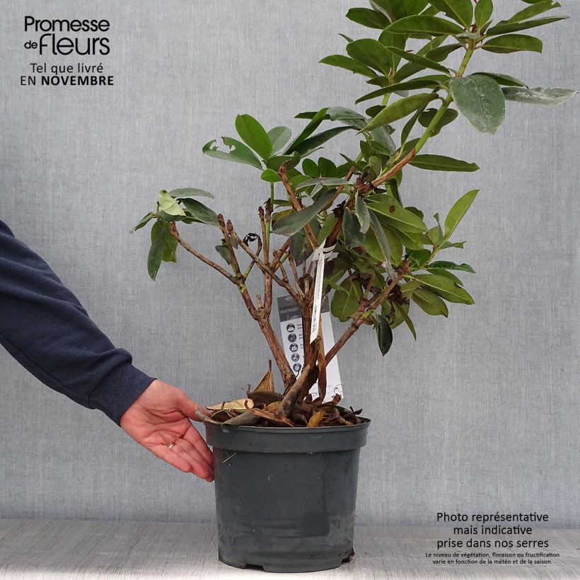 Exemplaar van Rhododendron Gomer Waterer - Grootbloemige rododendron Pot van 7,5 l/10 l zoals geleverd in de herfst