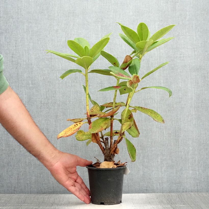 Exemplaar van Rhododendron Gomer Waterer - Grootbloemige rododendron Pot van 12 cm / 13 cm zoals geleverd in de zomer