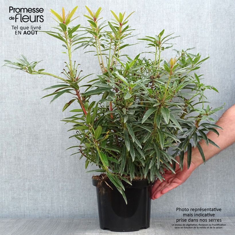 Exemplaar van Rhododendron Graziella - Grootbloemige rododendron Pot van 3 l/4 l zoals geleverd in de zomer