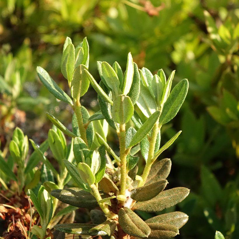 Rhododendron Gristede - Dwergrododendron (Blad)