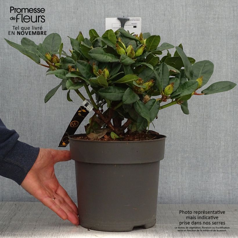 Exemplaar van Rhododendron Lisetta - Dwergrododendron Pot van 6 l/7 l zoals geleverd in de herfst