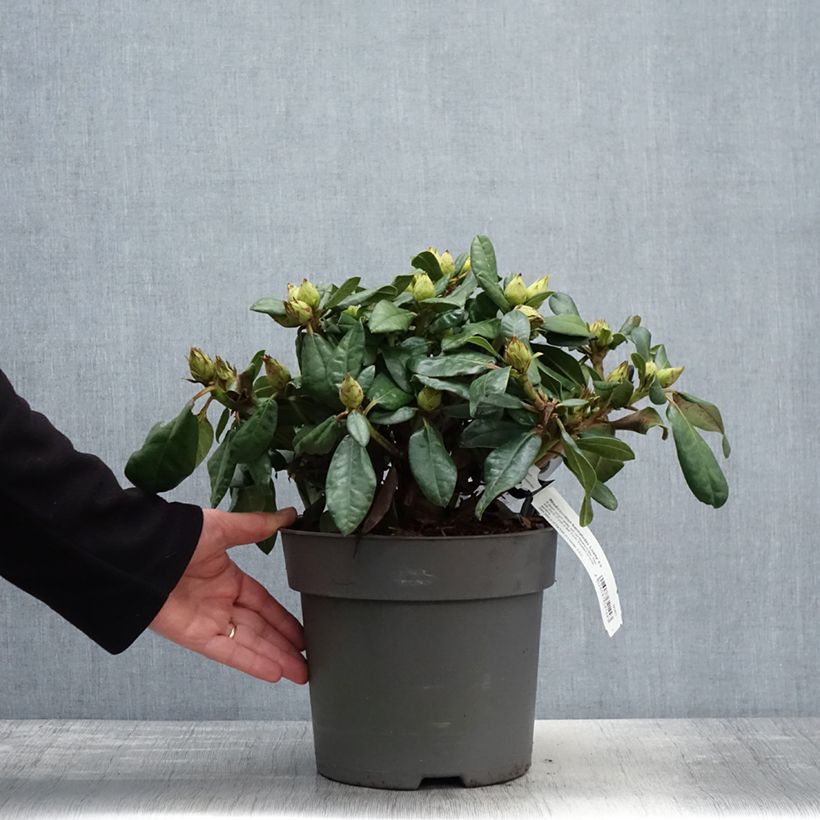 Exemplaar van Rhododendron Lisetta - Dwergrododendron Pot van 6 l/7 l zoals geleverd in de lente