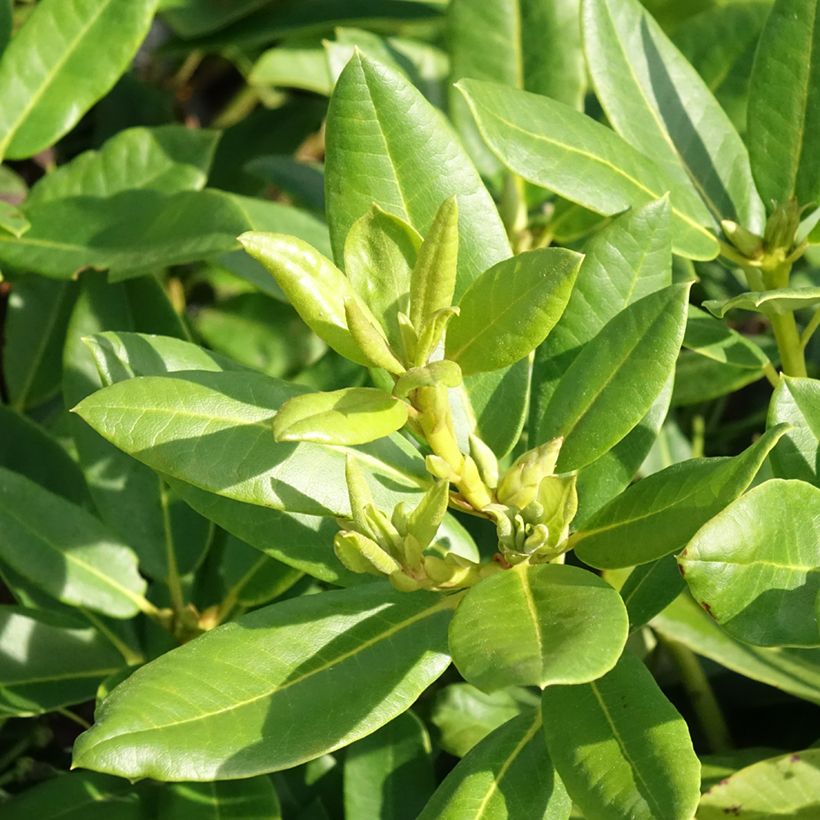 Rhododendron Easydendron INKARHO Belkanto - Dwergrododendron (Blad)