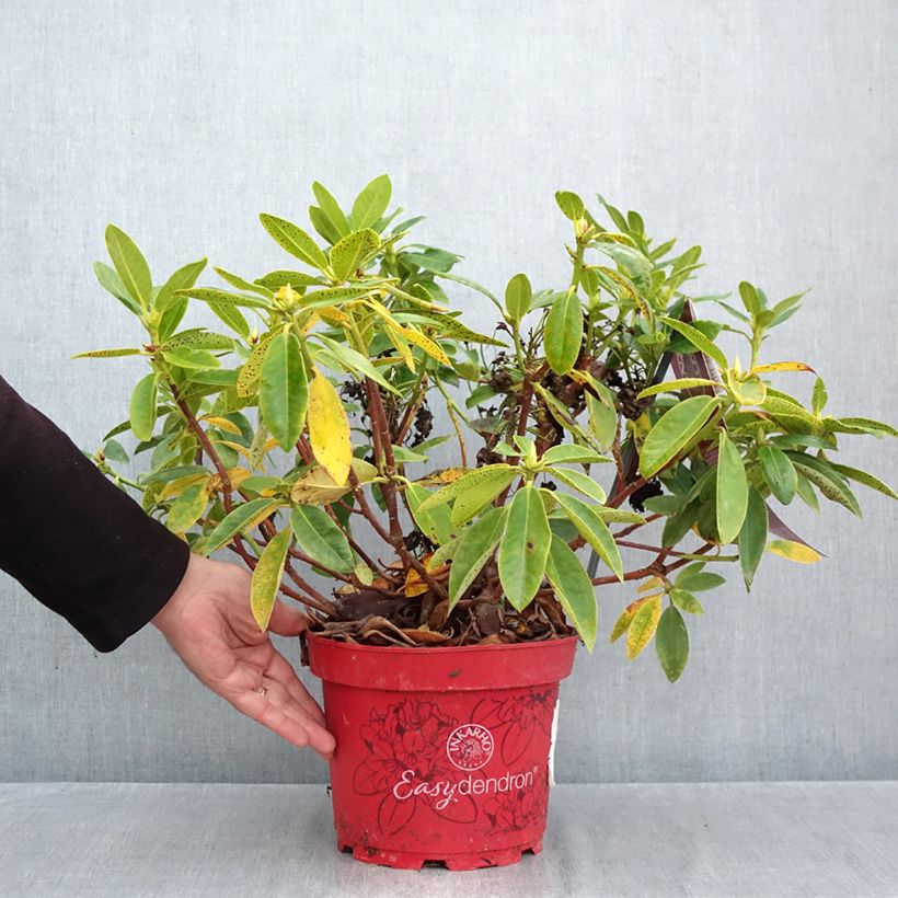 Exemplaar van Rhododendron Easydendron INKARHO Belkanto - Dwergrododendron Pot van 4 l/5 l zoals geleverd in de herfst