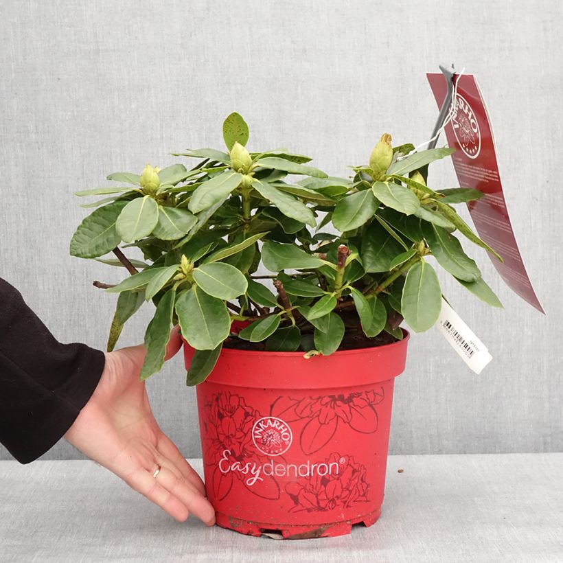 Exemplaar van Rhododendron hybride Easydendron INKARHO Belkanto Pot de 4L/5L zoals geleverd in de winter