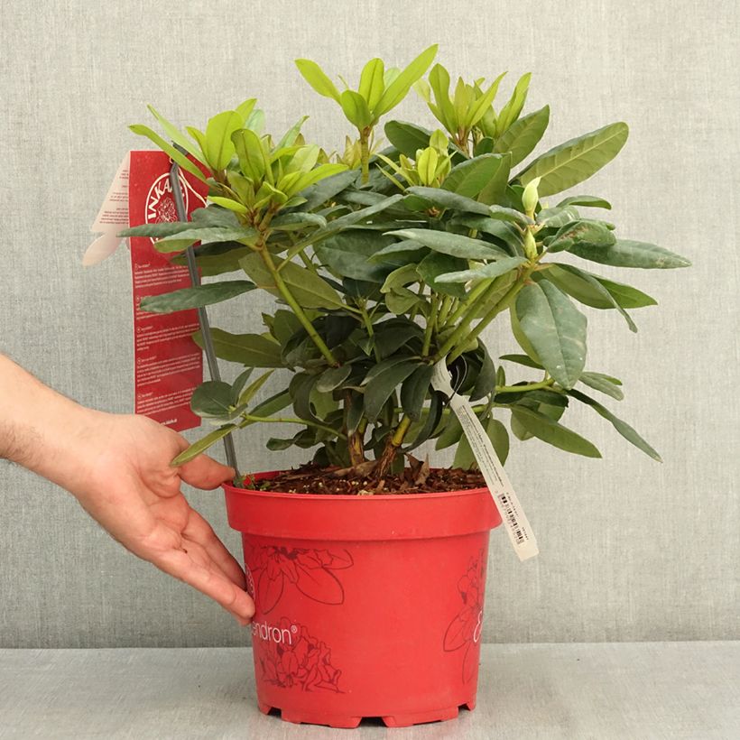 Exemplaar van Rhododendron Easydendron INKARHO Grandiflorum - Grootbloemige rododendron Pot van 4 l/5 l zoals geleverd in de zomer