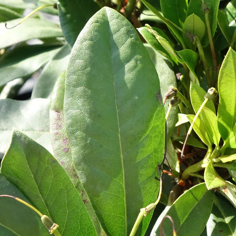 Rhododendron Easydendron INKARHO Orakel - Grootbloemige rododendron (Blad)