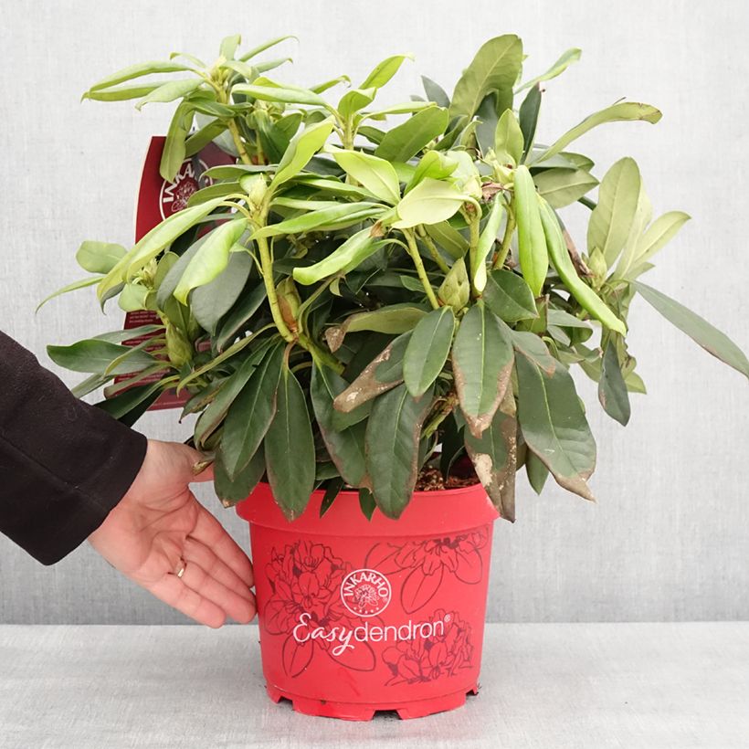 Exemplaar van Rhododendron hybride Easydendron INKARHO Orakel Pot de 7,5L/10L zoals geleverd in de winter