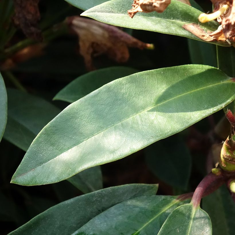Rhododendron Easydendron INKARHO Pfauenauge - Grootbloemige rododendron (Blad)